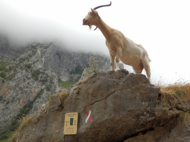 Cabra Ruta del Cares